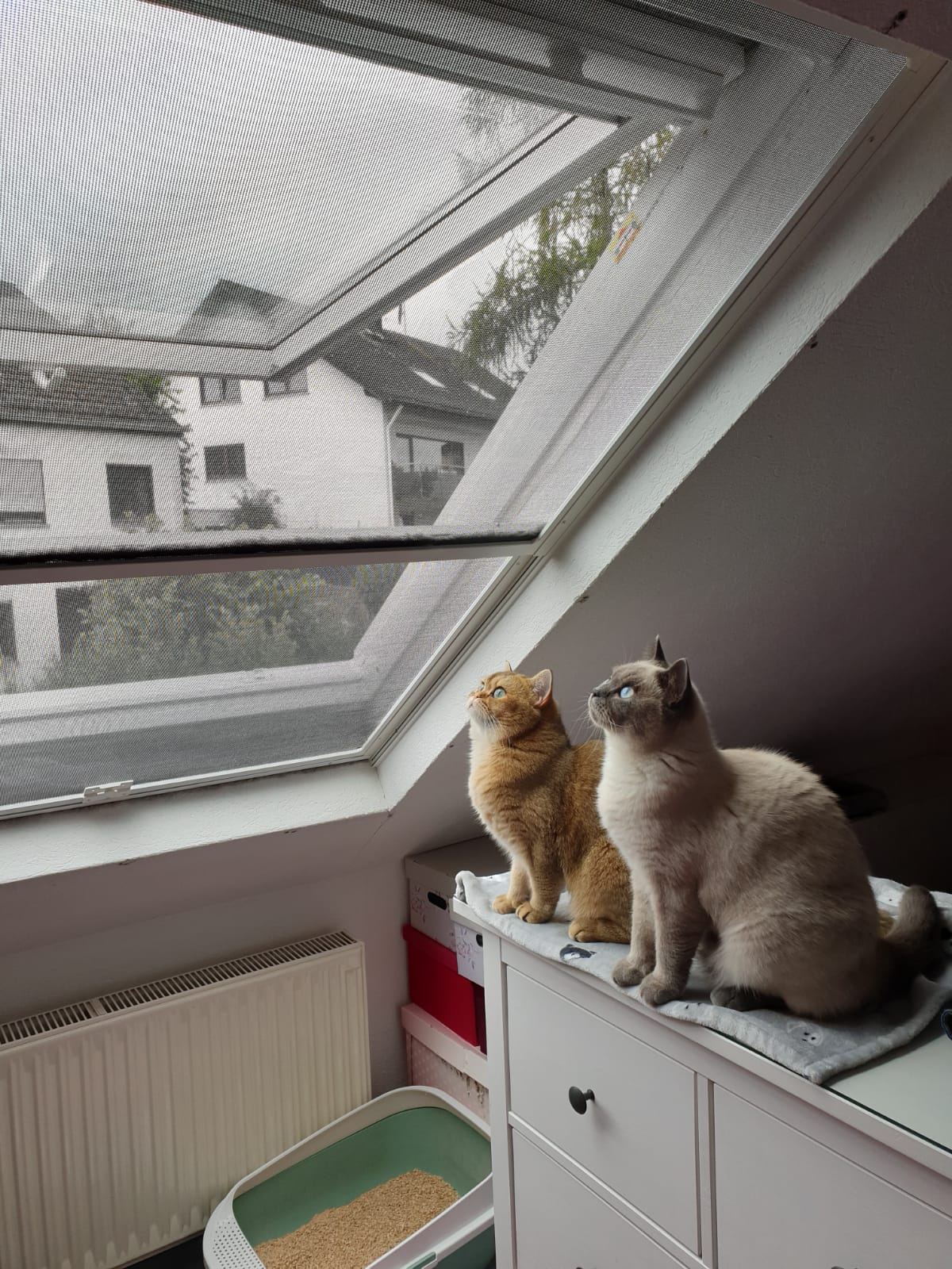 Siegel Flyscreens Katze schaut aus dem Dachflächenfenster