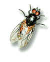 Siegel Insektenschutz Mücke